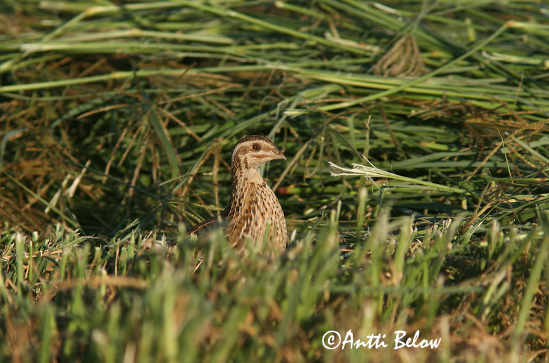 Avainsanat: Guatlla Vagtel Kwartel Common Quail Põldvutt Viiriäinen Caille des blés Wachtel Fürj Kornhæna Vaktel Codorniz Coturnix coturnix Codorniz Común