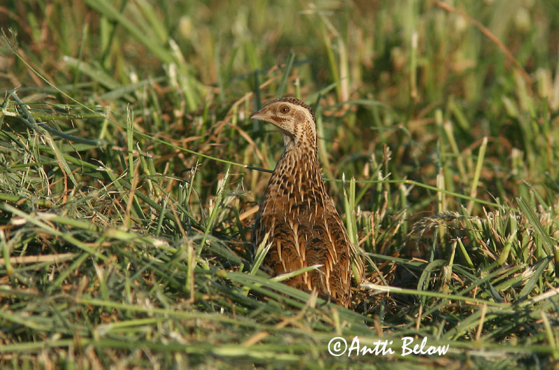 Avainsanat: Guatlla Vagtel Kwartel Common Quail Põldvutt Viiriäinen Caille des blés Wachtel Fürj Kornhæna Vaktel Codorniz Coturnix coturnix Codorniz Común
