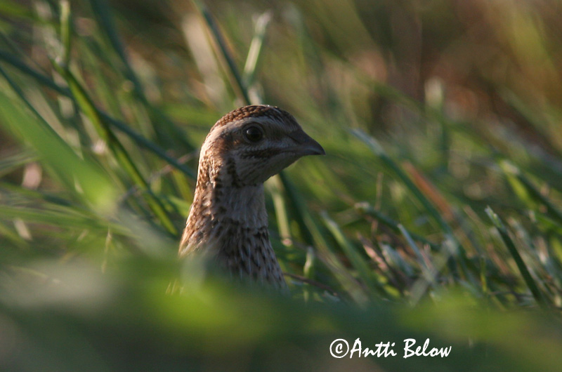 Avainsanat: Guatlla Vagtel Kwartel Common Quail Põldvutt Viiriäinen Caille des blés Wachtel Fürj Kornhæna Vaktel Codorniz Coturnix coturnix Codorniz Común
