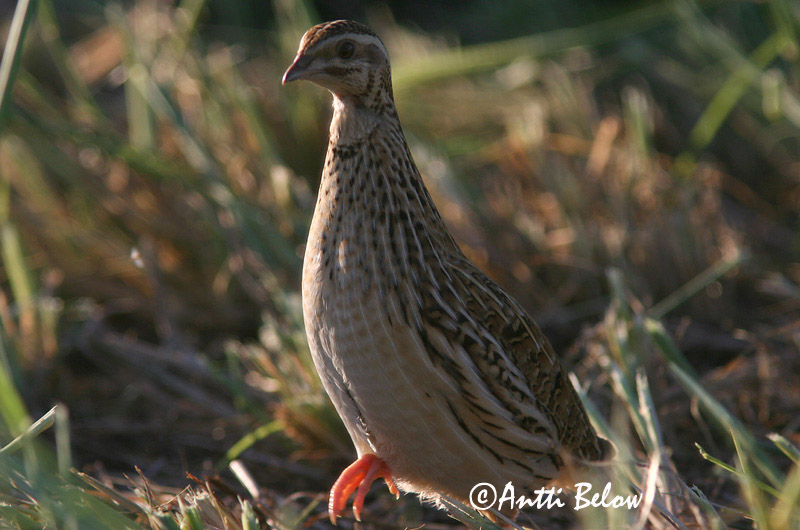 Avainsanat: Guatlla Vagtel Kwartel Common Quail Põldvutt Viiriäinen Caille des blés Wachtel Fürj Kornhæna Vaktel Codorniz Coturnix coturnix Codorniz Común