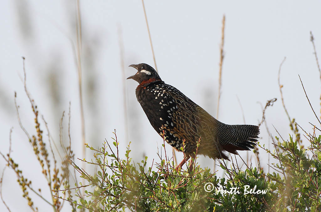 Avainsanat: Zwarte frankolijn Black Francolin Francolin noir Halsbandfrankolin Francolino Halsbåndfrankolin Francolinus francolinus Francolín Ventrinegro Svart francolin Mustafrankoliini