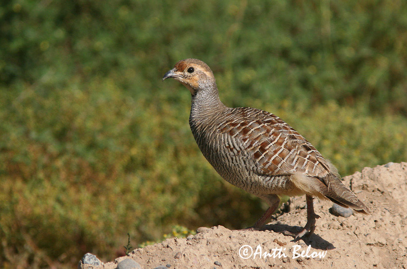 Avainsanat: Harmaafrankoliini Grijze Frankolijn Grey Francolin Francolin gris Francolinus pondicerianus Grå frankolin