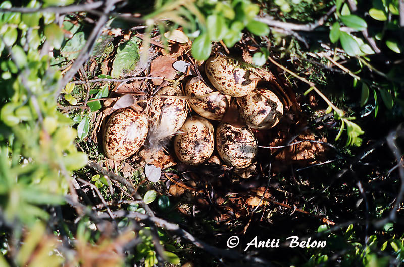 Avainsanat: Dalrype Moerassneeuwhoen Willow Ptarmigan Rabapüü Riekko Lagopède des saules Moorschneehuhn Sarki hófajd Dalrjúpa Pernice bianca nordica Lirype Lagópode-escandinavo Lagopus lagopus Lagópodo Común