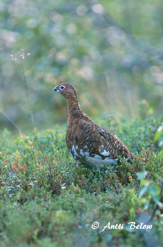 Avainsanat: Dalrype Moerassneeuwhoen Willow Ptarmigan Rabapüü Riekko Lagopède des saules Moorschneehuhn Sarki hófajd Dalrjúpa Pernice bianca nordica Lirype Lagópode-escandinavo Lagopus lagopus Lagópodo Común