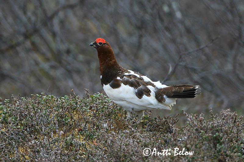 Avainsanat: Dalrype Moerassneeuwhoen Willow Ptarmigan Rabapüü Riekko Lagopède des saules Moorschneehuhn Sarki hófajd Dalrjúpa Pernice bianca nordica Lirype Lagópode-escandinavo Lagopus lagopus Lagópodo Común
