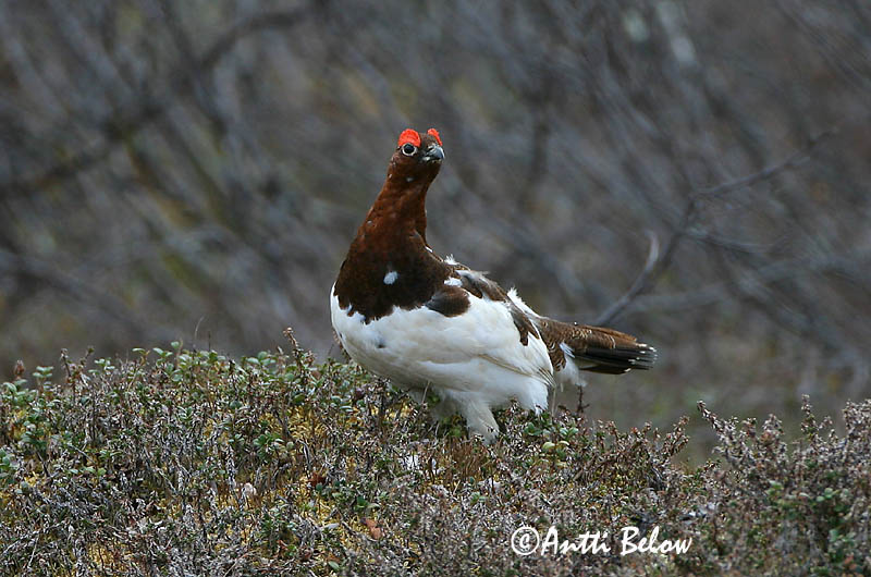 Avainsanat: Dalrype Moerassneeuwhoen Willow Ptarmigan Rabapüü Riekko Lagopède des saules Moorschneehuhn Sarki hófajd Dalrjúpa Pernice bianca nordica Lirype Lagópode-escandinavo Lagopus lagopus Lagópodo Común