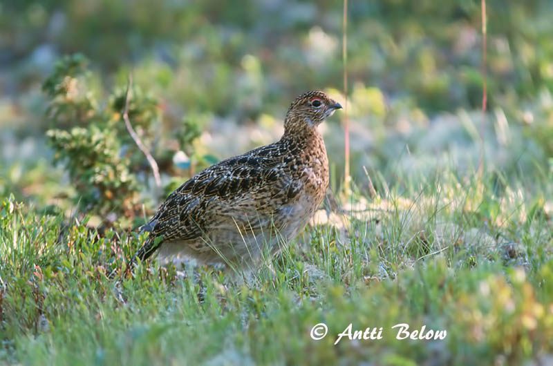 Avainsanat: Dalrype Moerassneeuwhoen Willow Ptarmigan Rabapüü Riekko Lagopède des saules Moorschneehuhn Sarki hófajd Dalrjúpa Pernice bianca nordica Lirype Lagópode-escandinavo Lagopus lagopus Lagópodo Común