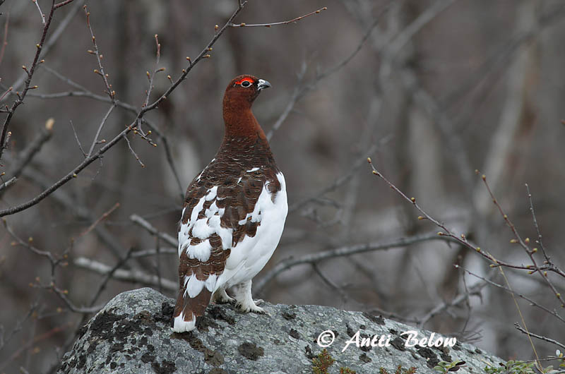 Avainsanat: Dalrype Moerassneeuwhoen Willow Ptarmigan Rabapüü Riekko Lagopède des saules Moorschneehuhn Sarki hófajd Dalrjúpa Pernice bianca nordica Lirype Lagópode-escandinavo Lagopus lagopus Lagópodo Común