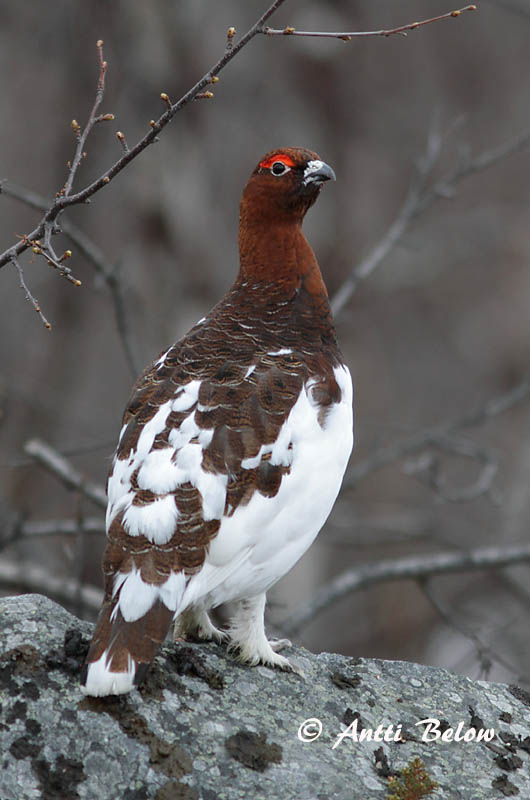 Avainsanat: Dalrype Moerassneeuwhoen Willow Ptarmigan Rabapüü Riekko Lagopède des saules Moorschneehuhn Sarki hófajd Dalrjúpa Pernice bianca nordica Lirype Lagópode-escandinavo Lagopus lagopus Lagópodo Común