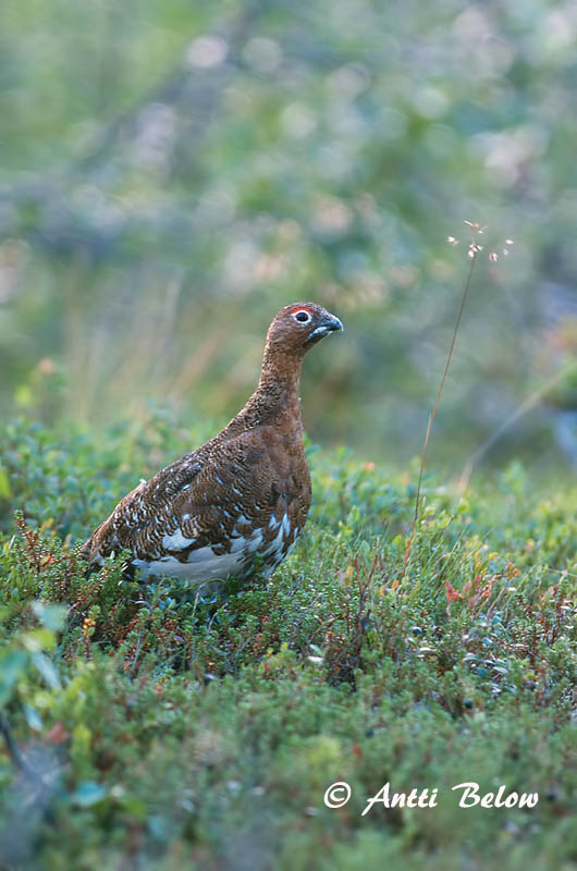 Avainsanat: Dalrype Moerassneeuwhoen Willow Ptarmigan Rabapüü Riekko Lagopède des saules Moorschneehuhn Sarki hófajd Dalrjúpa Pernice bianca nordica Lirype Lagópode-escandinavo Lagopus lagopus Lagópodo Común