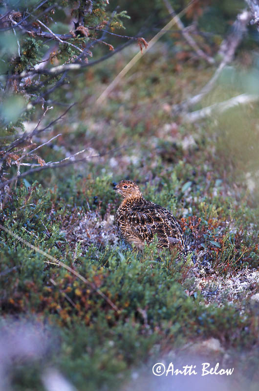 Avainsanat: Dalrype Moerassneeuwhoen Willow Ptarmigan Rabapüü Riekko Lagopède des saules Moorschneehuhn Sarki hófajd Dalrjúpa Pernice bianca nordica Lirype Lagópode-escandinavo Lagopus lagopus Lagópodo Común