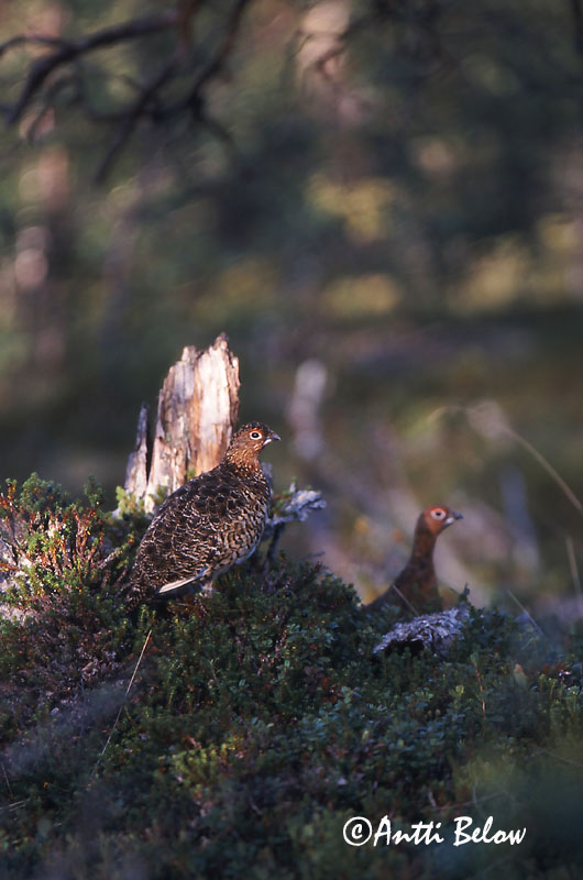 Avainsanat: Dalrype Moerassneeuwhoen Willow Ptarmigan Rabapüü Riekko Lagopède des saules Moorschneehuhn Sarki hófajd Dalrjúpa Pernice bianca nordica Lirype Lagópode-escandinavo Lagopus lagopus Lagópodo Común