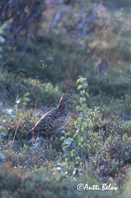 Avainsanat: Dalrype Moerassneeuwhoen Willow Ptarmigan Rabapüü Riekko Lagopède des saules Moorschneehuhn Sarki hófajd Dalrjúpa Pernice bianca nordica Lirype Lagópode-escandinavo Lagopus lagopus Lagópodo Común