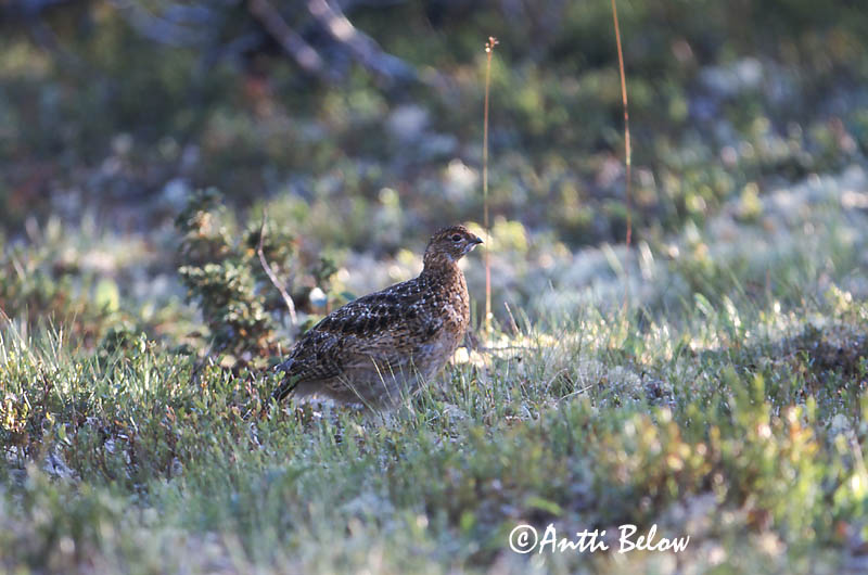 Avainsanat: Dalrype Moerassneeuwhoen Willow Ptarmigan Rabapüü Riekko Lagopède des saules Moorschneehuhn Sarki hófajd Dalrjúpa Pernice bianca nordica Lirype Lagópode-escandinavo Lagopus lagopus Lagópodo Común