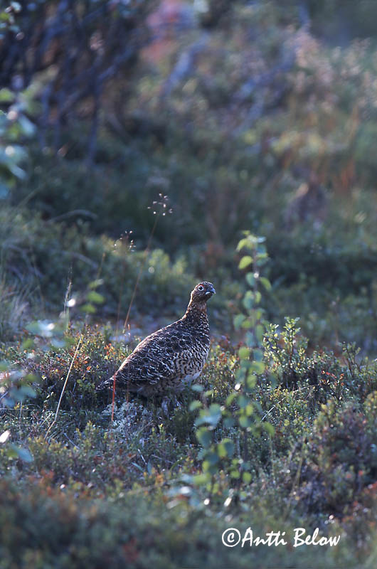Avainsanat: Dalrype Moerassneeuwhoen Willow Ptarmigan Rabapüü Riekko Lagopède des saules Moorschneehuhn Sarki hófajd Dalrjúpa Pernice bianca nordica Lirype Lagópode-escandinavo Lagopus lagopus Lagópodo Común