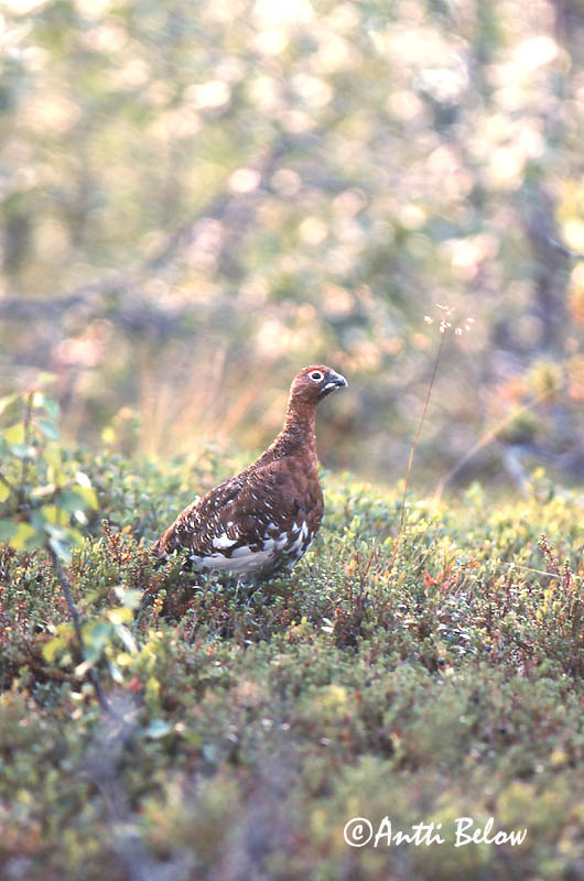 Avainsanat: Dalrype Moerassneeuwhoen Willow Ptarmigan Rabapüü Riekko Lagopède des saules Moorschneehuhn Sarki hófajd Dalrjúpa Pernice bianca nordica Lirype Lagópode-escandinavo Lagopus lagopus Lagópodo Común