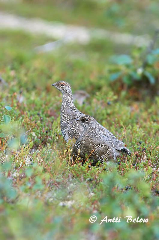 Avainsanat: Perdiu blanca Fjeldrype Sneeuwhoen Rock Ptarmigan Kiiruna Lagopède alpin Alpenschneehuhn Havasi hófajd Fjallrjúpa Pernice bianca Fjellrype Lagópode-branco Lagopus mutus Lagópodo Alpino Fjällripa