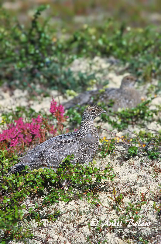 Avainsanat: Perdiu blanca Fjeldrype Sneeuwhoen Rock Ptarmigan Kiiruna Lagopède alpin Alpenschneehuhn Havasi hófajd Fjallrjúpa Pernice bianca Fjellrype Lagópode-branco Lagopus mutus Lagópodo Alpino Fjällripa