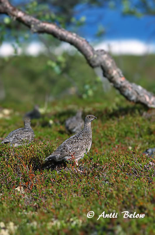 Avainsanat: Perdiu blanca Fjeldrype Sneeuwhoen Rock Ptarmigan Kiiruna Lagopède alpin Alpenschneehuhn Havasi hófajd Fjallrjúpa Pernice bianca Fjellrype Lagópode-branco Lagopus mutus Lagópodo Alpino Fjällripa
