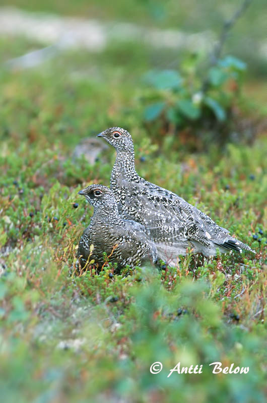Avainsanat: Perdiu blanca Fjeldrype Sneeuwhoen Rock Ptarmigan Kiiruna Lagopède alpin Alpenschneehuhn Havasi hófajd Fjallrjúpa Pernice bianca Fjellrype Lagópode-branco Lagopus mutus Lagópodo Alpino Fjällripa