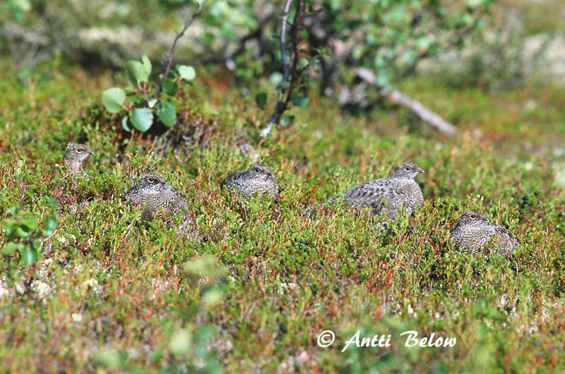 Avainsanat: Perdiu blanca Fjeldrype Sneeuwhoen Rock Ptarmigan Kiiruna Lagopède alpin Alpenschneehuhn Havasi hófajd Fjallrjúpa Pernice bianca Fjellrype Lagópode-branco Lagopus mutus Lagópodo Alpino Fjällripa