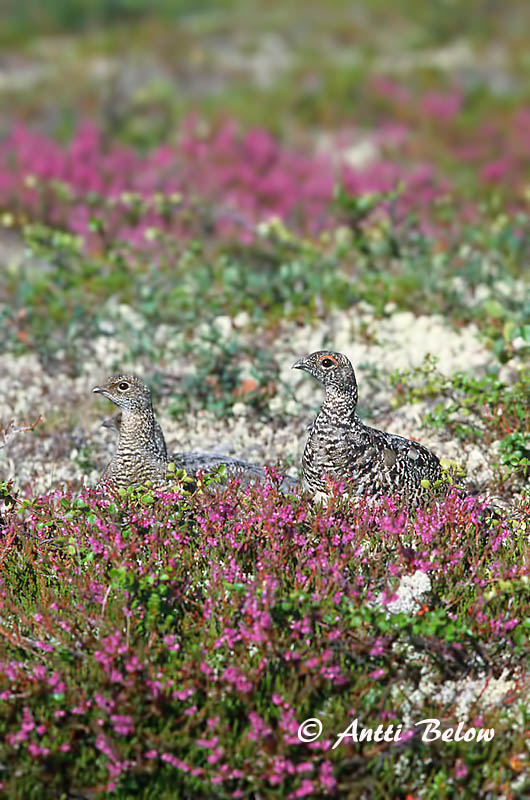 Avainsanat: Perdiu blanca Fjeldrype Sneeuwhoen Rock Ptarmigan Kiiruna Lagopède alpin Alpenschneehuhn Havasi hófajd Fjallrjúpa Pernice bianca Fjellrype Lagópode-branco Lagopus mutus Lagópodo Alpino Fjällripa