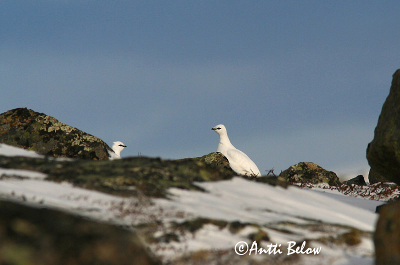 Avainsanat: Perdiu blanca Fjeldrype Sneeuwhoen Rock Ptarmigan Kiiruna Lagopède alpin Alpenschneehuhn Havasi hófajd Fjallrjúpa Pernice bianca Fjellrype Lagópode-branco Lagopus mutus Lagópodo Alpino Fjällripa