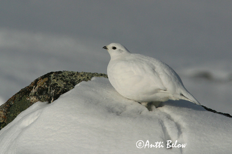 Avainsanat: Perdiu blanca Fjeldrype Sneeuwhoen Rock Ptarmigan Kiiruna Lagopède alpin Alpenschneehuhn Havasi hófajd Fjallrjúpa Pernice bianca Fjellrype Lagópode-branco Lagopus mutus Lagópodo Alpino Fjällripa