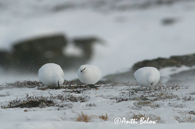 Avainsanat: Perdiu blanca Fjeldrype Sneeuwhoen Rock Ptarmigan Kiiruna Lagopède alpin Alpenschneehuhn Havasi hófajd Fjallrjúpa Pernice bianca Fjellrype Lagópode-branco Lagopus mutus Lagópodo Alpino Fjällripa