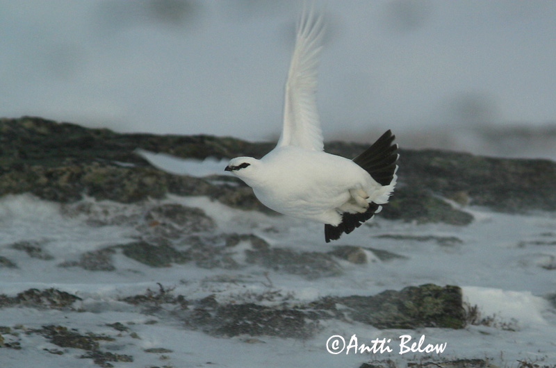 Avainsanat: Perdiu blanca Fjeldrype Sneeuwhoen Rock Ptarmigan Kiiruna Lagopède alpin Alpenschneehuhn Havasi hófajd Fjallrjúpa Pernice bianca Fjellrype Lagópode-branco Lagopus mutus Lagópodo Alpino Fjällripa