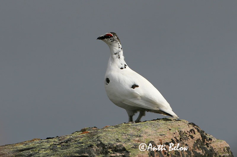 Avainsanat: Perdiu blanca Fjeldrype Sneeuwhoen Rock Ptarmigan Kiiruna Lagopède alpin Alpenschneehuhn Havasi hófajd Fjallrjúpa Pernice bianca Fjellrype Lagópode-branco Lagopus mutus Lagópodo Alpino Fjällripa