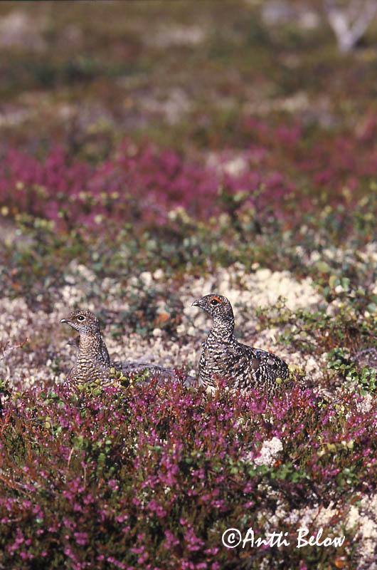 Avainsanat: Perdiu blanca Fjeldrype Sneeuwhoen Rock Ptarmigan Kiiruna Lagopède alpin Alpenschneehuhn Havasi hófajd Fjallrjúpa Pernice bianca Fjellrype Lagópode-branco Lagopus mutus Lagópodo Alpino Fjällripa