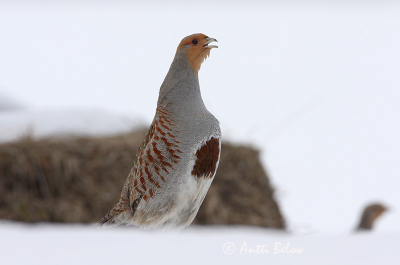 Avainsanat: Agerhøne Patrijs Grey Partridge Nurmkana Peltopyy Perdrix grise Rebhuhn Fogoly Akurhæna Rapphøne Perdiz-cinzenta Perdix perdix Perdiz Pardilla Rapphöna