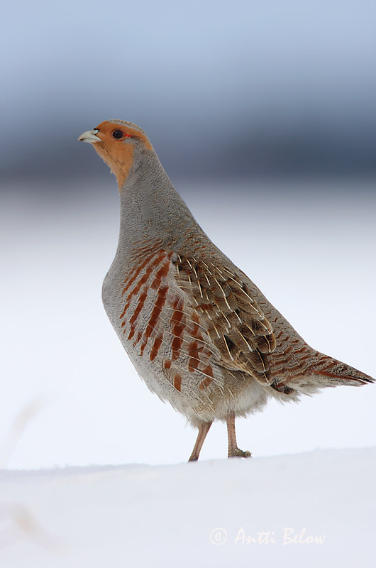 Avainsanat: Agerhøne Patrijs Grey Partridge Nurmkana Peltopyy Perdrix grise Rebhuhn Fogoly Akurhæna Rapphøne Perdiz-cinzenta Perdix perdix Perdiz Pardilla Rapphöna