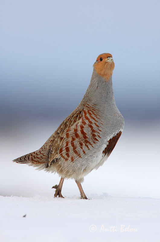 Avainsanat: Agerhøne Patrijs Grey Partridge Nurmkana Peltopyy Perdrix grise Rebhuhn Fogoly Akurhæna Rapphøne Perdiz-cinzenta Perdix perdix Perdiz Pardilla Rapphöna