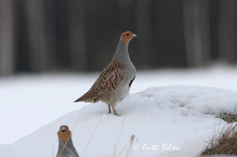 Avainsanat: Agerhøne Patrijs Grey Partridge Nurmkana Peltopyy Perdrix grise Rebhuhn Fogoly Akurhæna Rapphøne Perdiz-cinzenta Perdix perdix Perdiz Pardilla Rapphöna