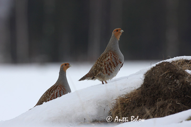 Avainsanat: Agerhøne Patrijs Grey Partridge Nurmkana Peltopyy Perdrix grise Rebhuhn Fogoly Akurhæna Rapphøne Perdiz-cinzenta Perdix perdix Perdiz Pardilla Rapphöna
