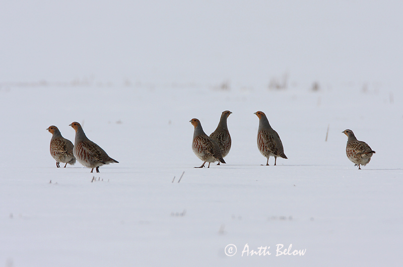Avainsanat: Agerhøne Patrijs Grey Partridge Nurmkana Peltopyy Perdrix grise Rebhuhn Fogoly Akurhæna Rapphøne Perdiz-cinzenta Perdix perdix Perdiz Pardilla Rapphöna