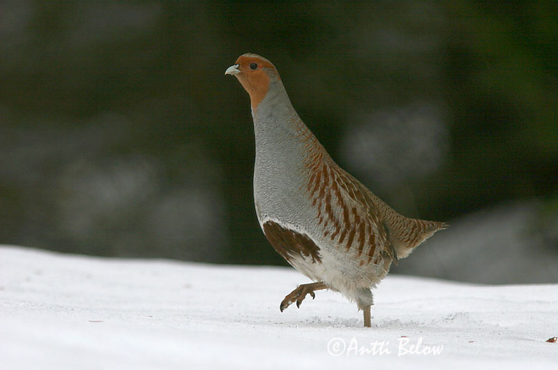 Hyvinkää, Finland
4/2006
Avainsanat: Agerhøne Patrijs Grey Partridge Nurmkana Peltopyy Perdrix grise Rebhuhn Fogoly Akurhæna Rapphøne Perdiz-cinzenta Perdix perdix Perdiz Pardilla Rapphöna