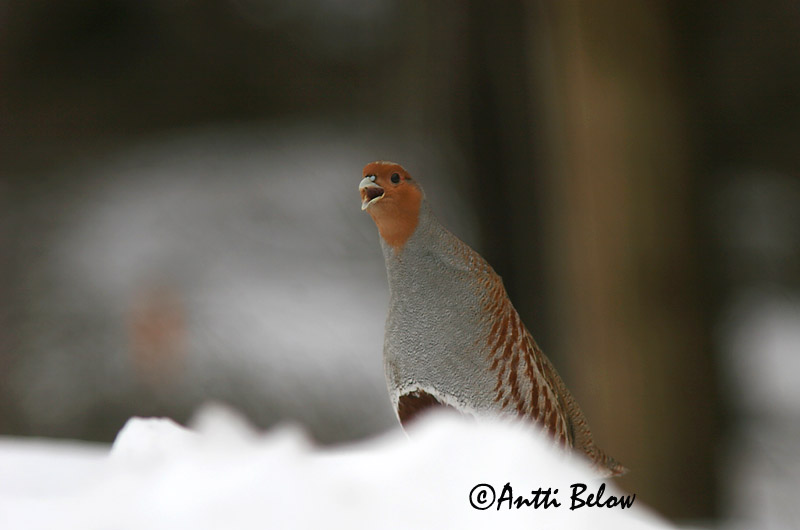 Avainsanat: Agerhøne Patrijs Grey Partridge Nurmkana Peltopyy Perdrix grise Rebhuhn Fogoly Akurhæna Rapphøne Perdiz-cinzenta Perdix perdix Perdiz Pardilla Rapphöna