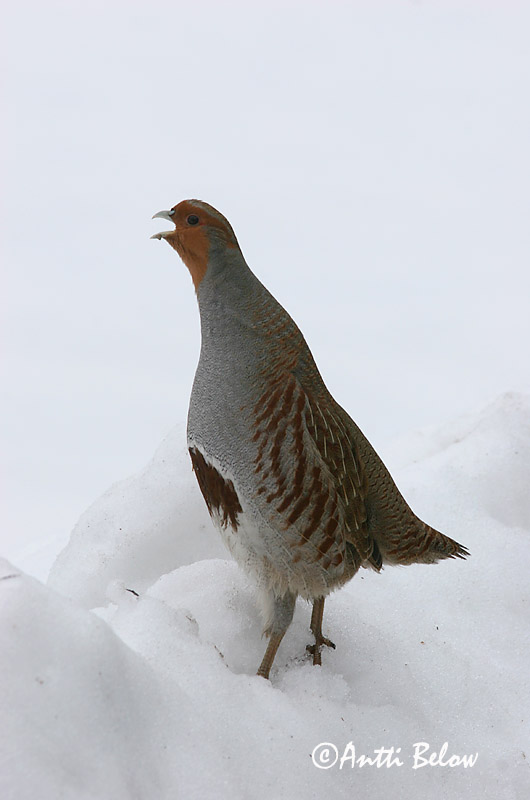 Avainsanat: Agerhøne Patrijs Grey Partridge Nurmkana Peltopyy Perdrix grise Rebhuhn Fogoly Akurhæna Rapphøne Perdiz-cinzenta Perdix perdix Perdiz Pardilla Rapphöna