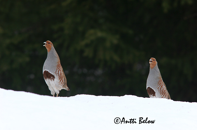 Avainsanat: Agerhøne Patrijs Grey Partridge Nurmkana Peltopyy Perdrix grise Rebhuhn Fogoly Akurhæna Rapphøne Perdiz-cinzenta Perdix perdix Perdiz Pardilla Rapphöna