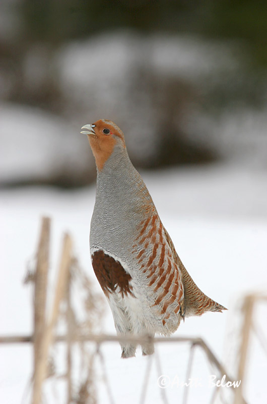 Avainsanat: Agerhøne Patrijs Grey Partridge Nurmkana Peltopyy Perdrix grise Rebhuhn Fogoly Akurhæna Rapphøne Perdiz-cinzenta Perdix perdix Perdiz Pardilla Rapphöna