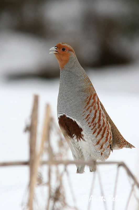 Hyvinkää, Finland
4/2006
Avainsanat: Agerhøne Patrijs Grey Partridge Nurmkana Peltopyy Perdrix grise Rebhuhn Fogoly Akurhæna Rapphøne Perdiz-cinzenta Perdix perdix Perdiz Pardilla Rapphöna