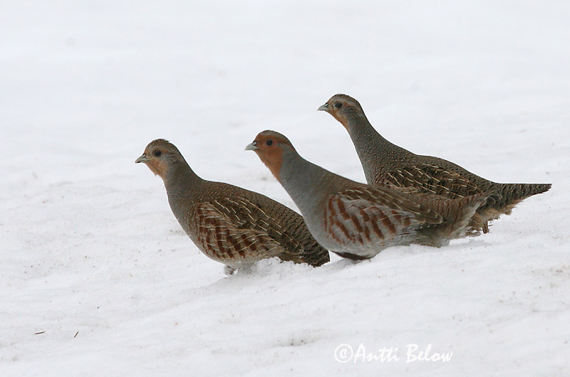 Hyvinkää, Finland
4/2006
Avainsanat: Agerhøne Patrijs Grey Partridge Nurmkana Peltopyy Perdrix grise Rebhuhn Fogoly Akurhæna Rapphøne Perdiz-cinzenta Perdix perdix Perdiz Pardilla Rapphöna