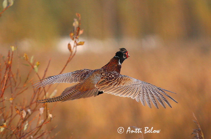 Avainsanat: Faisà Fasan Fazant Common Pheasant Fasaani Faisan de Colchide Fasan Fácán Fashani Faisão Phasianus colchicus Faisán Vulgar