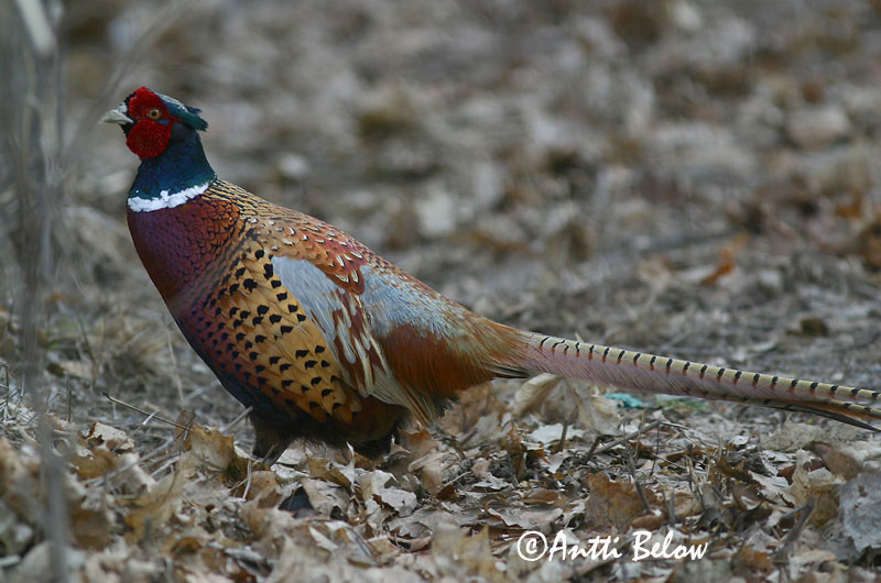 Avainsanat: Faisà Fasan Fazant Common Pheasant Fasaani Faisan de Colchide Fasan Fácán Fashani Faisão Phasianus colchicus Faisán Vulgar