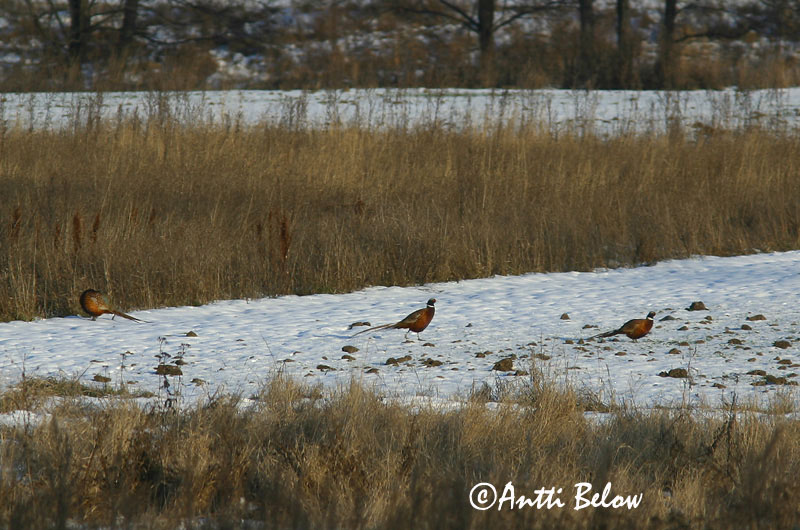 Avainsanat: Faisà Fasan Fazant Common Pheasant Fasaani Faisan de Colchide Fasan Fácán Fashani Faisão Phasianus colchicus Faisán Vulgar