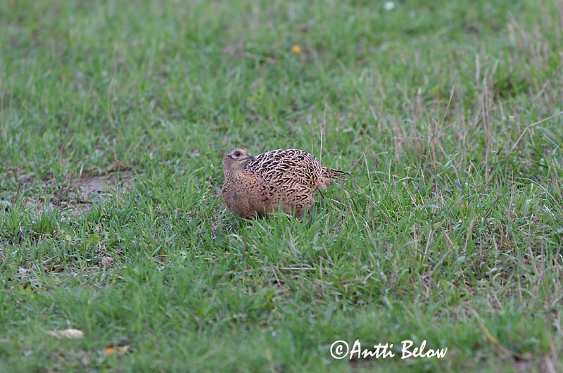 Avainsanat: Faisà Fasan Fazant Common Pheasant Fasaani Faisan de Colchide Fasan Fácán Fashani Faisão Phasianus colchicus Faisán Vulgar