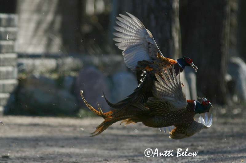 Avainsanat: Faisà Fasan Fazant Common Pheasant Fasaani Faisan de Colchide Fasan Fácán Fashani Faisão Phasianus colchicus Faisán Vulgar